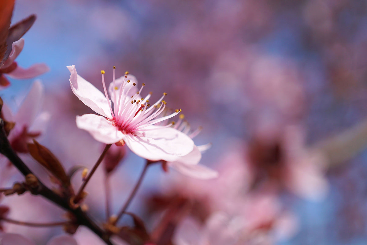 modern-3-piece-acrylic-print-close-up-cherry-blossom
