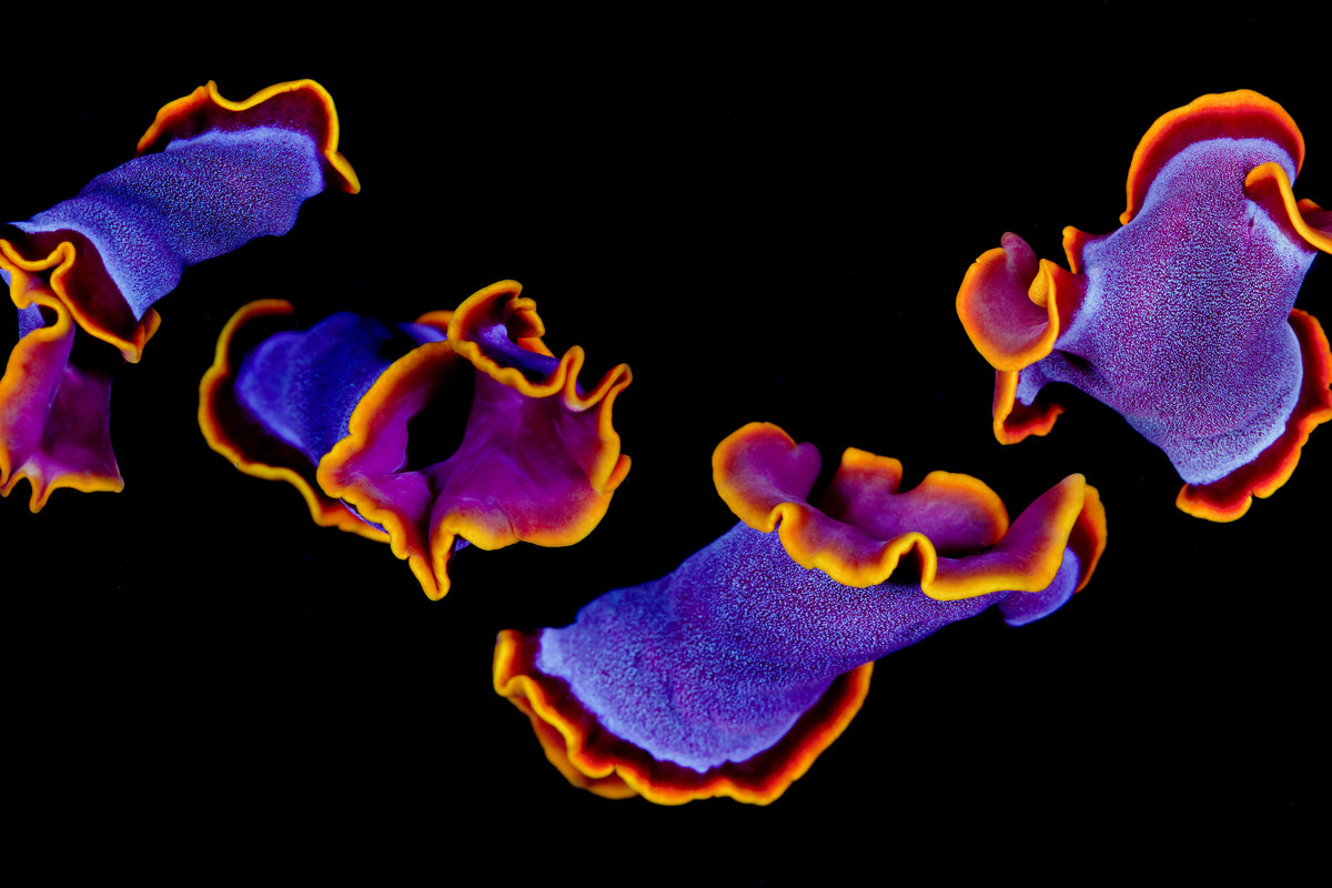 3-piece-aluminium-print-flamenco