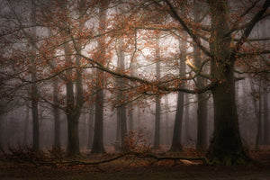 framedposter-print-foggy-memory-of-the-past-x