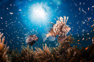 modern-3-piece-canvas-print-lionfish-ii