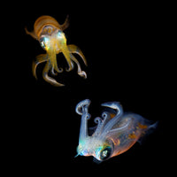 acrylic-print-sea-jewels