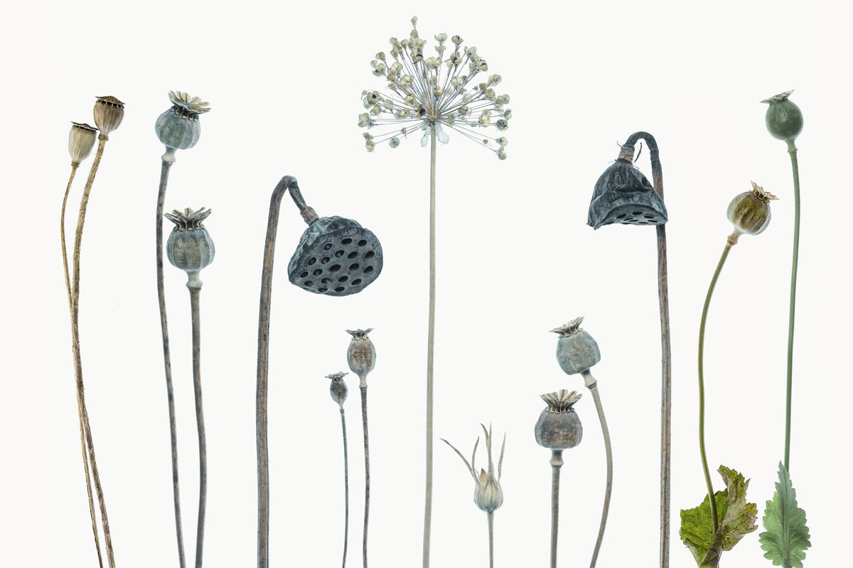 aluminium-print-seed-heads-x