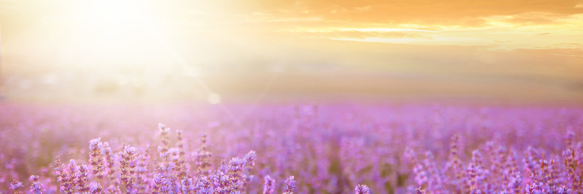 panoramic-3-piece-aluminium-print-sunset-in-lavender-field-panorama