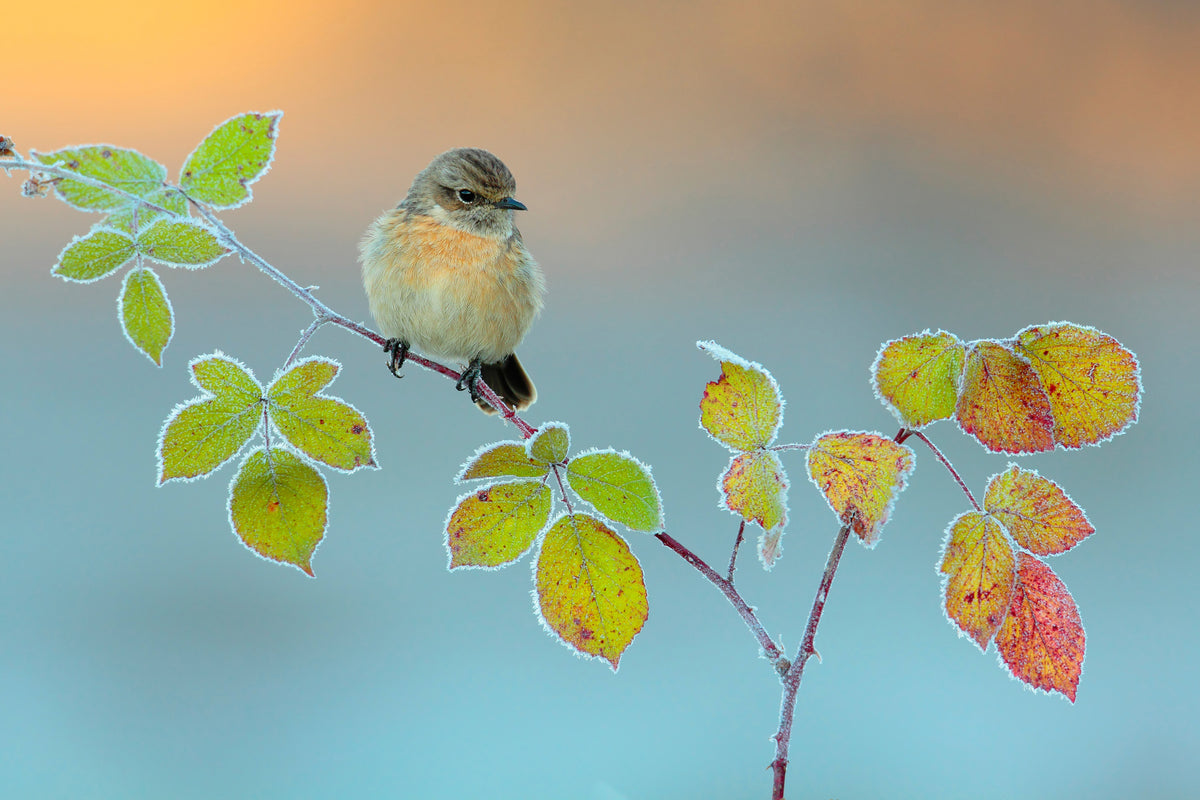 acrylic-print-winter-colors