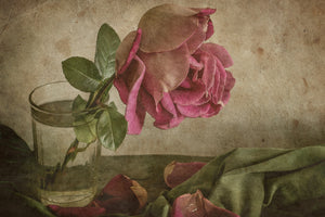canvas-print-tear-of-rose-x
