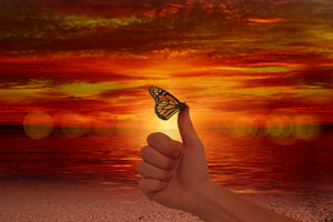framedcanvas-print-the-butterfly-in-the-evening-light