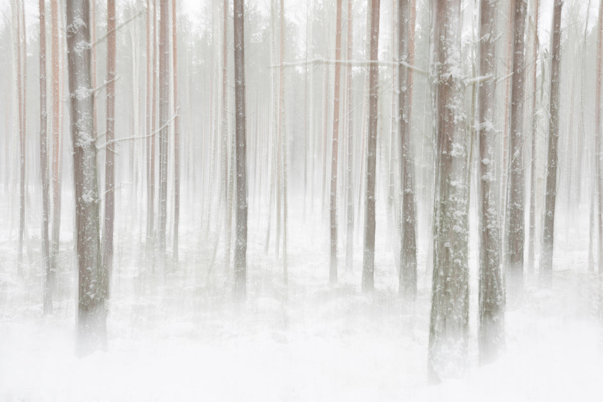 canvas-print-winterforest-in-sweden-x