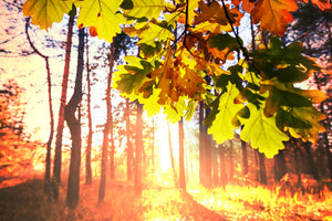 canvas-print-autumn
