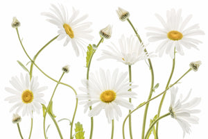 modern-3-piece-aluminium-print-ox-eye-daisies