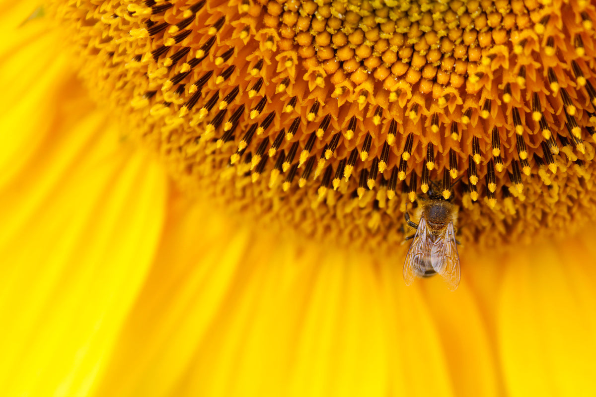 3-piece-canvas-print-close-up-yellow-bud
