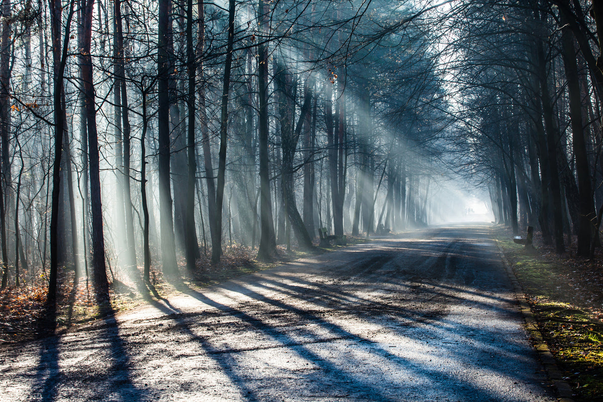 canvas-print-forest-in-the-light-beam