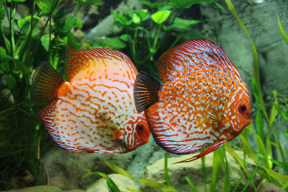 3-piece-acrylic-print-2-fish