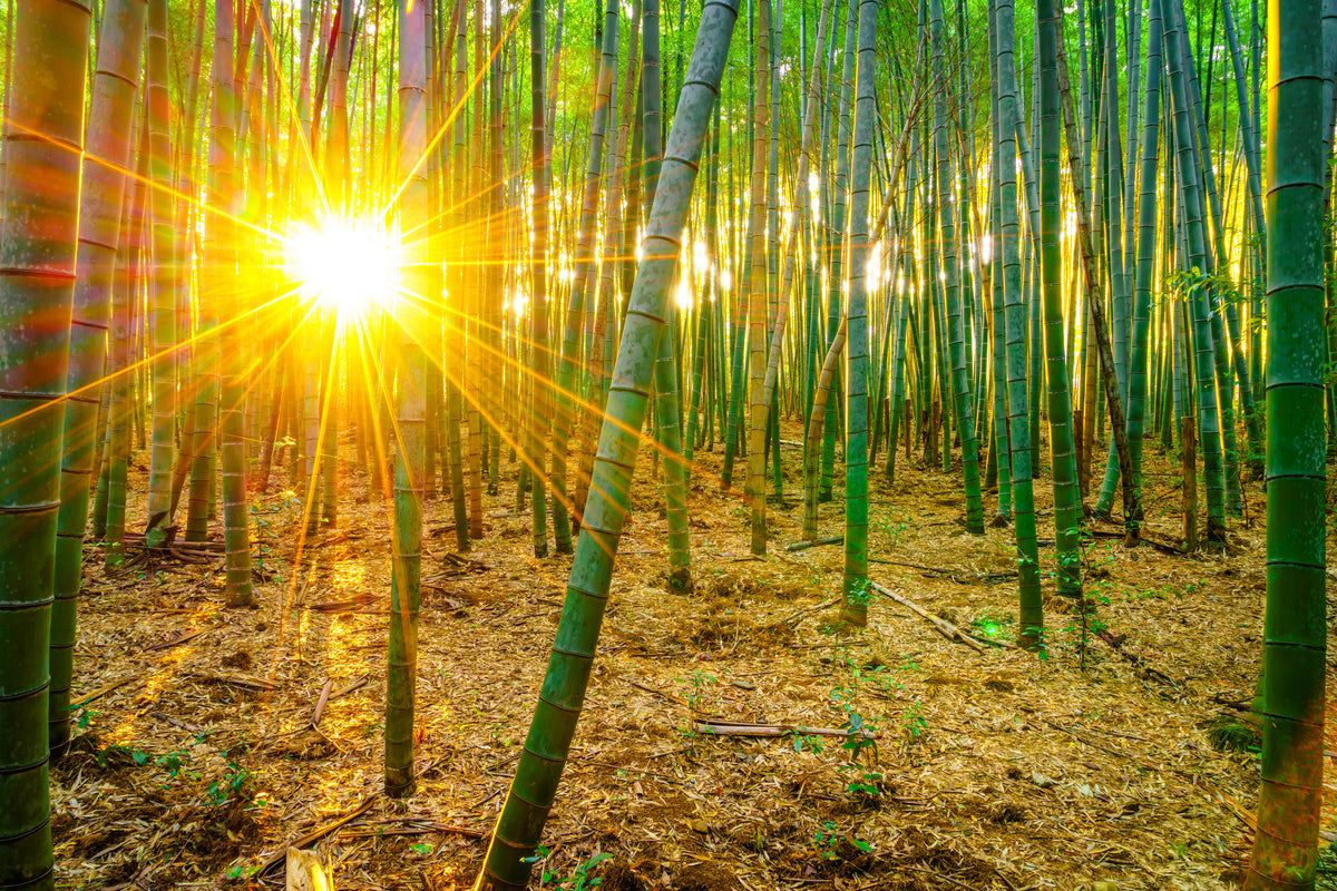 canvas-print-bamboos