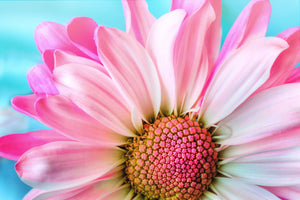 framedposter-print-colored-flower