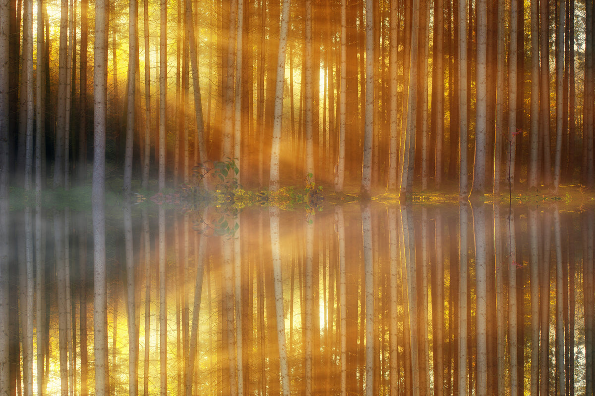 modern-3-piece-canvas-print-romantic-mood-in-the-forest