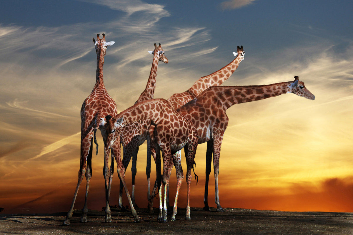 acrylic-print-girafe-at-sunset
