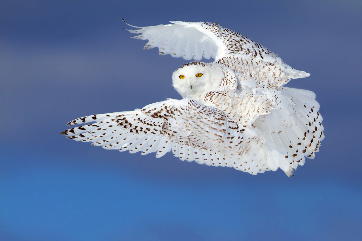 aluminium-print-flight-of-the-snowy-snowy-owl