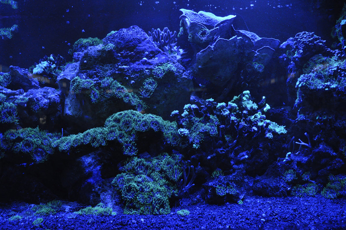 acrylic-print-coral-reef-in-blue