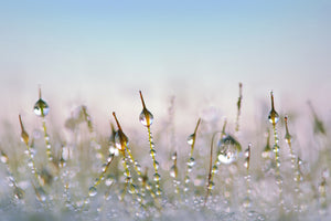 3-piece-aluminium-print-the-dew-drops