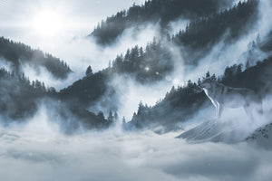 3-piece-canvas-print-the-wolf-in-the-woods
