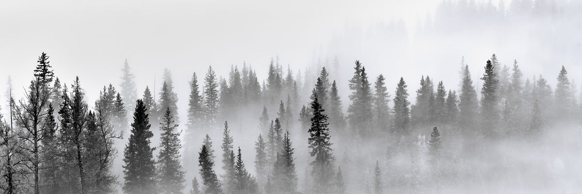 panoramic-3-piece-canvas-print-foggy-forest-panorama