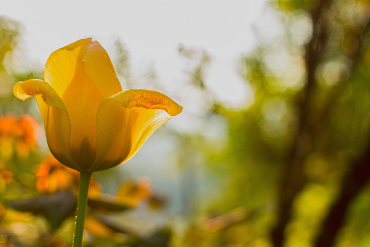 canvas-print-yellow-tulip-in-the-nature