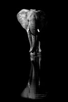 aluminium-print-elephant-xsa