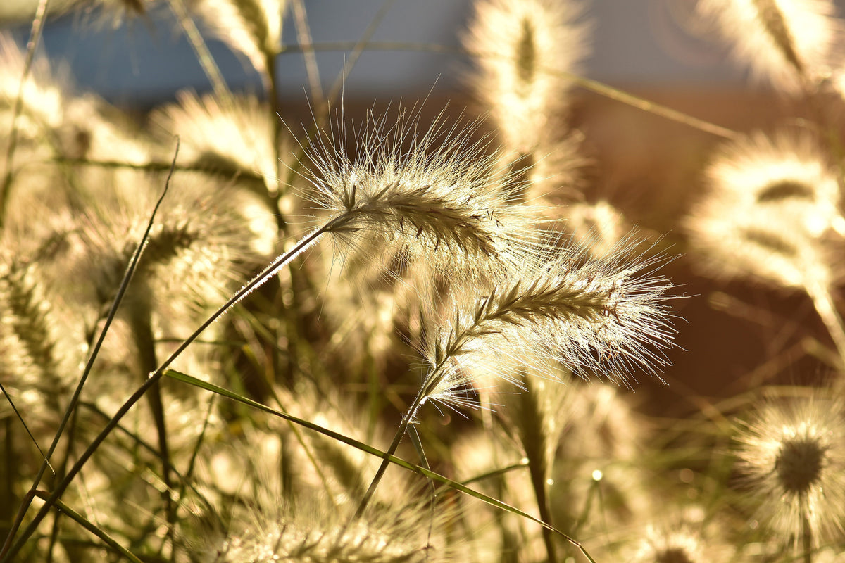aluminium-print-ornamental-grass-in-the-sunlight