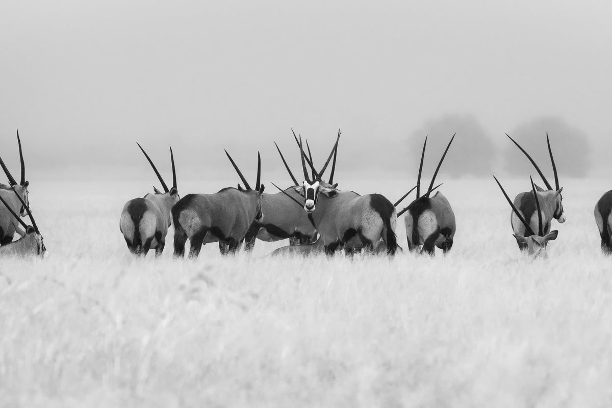 canvas-print-oryx-in-the-rain-x