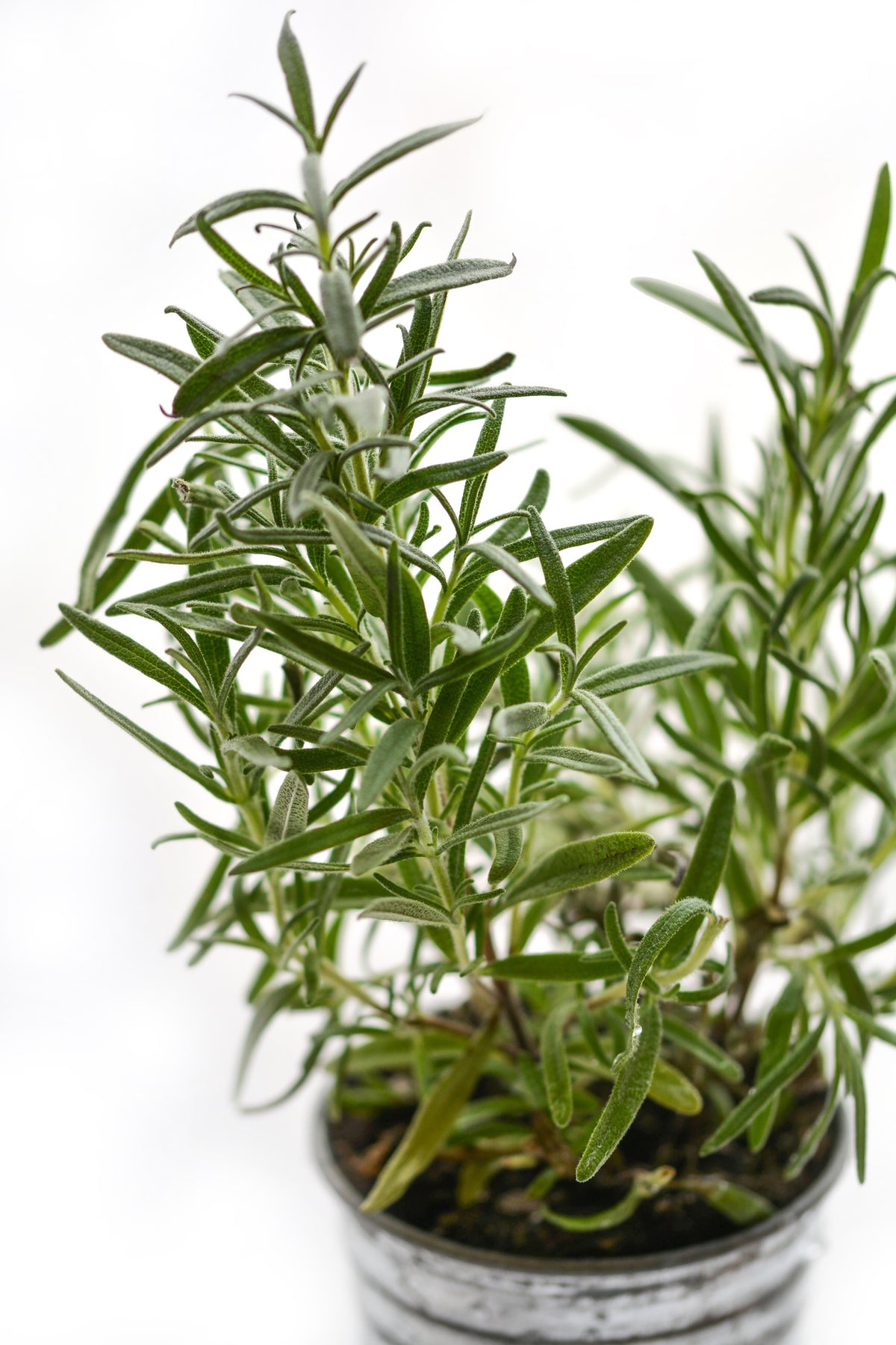 acrylic-print-rosemary-in-the-pot