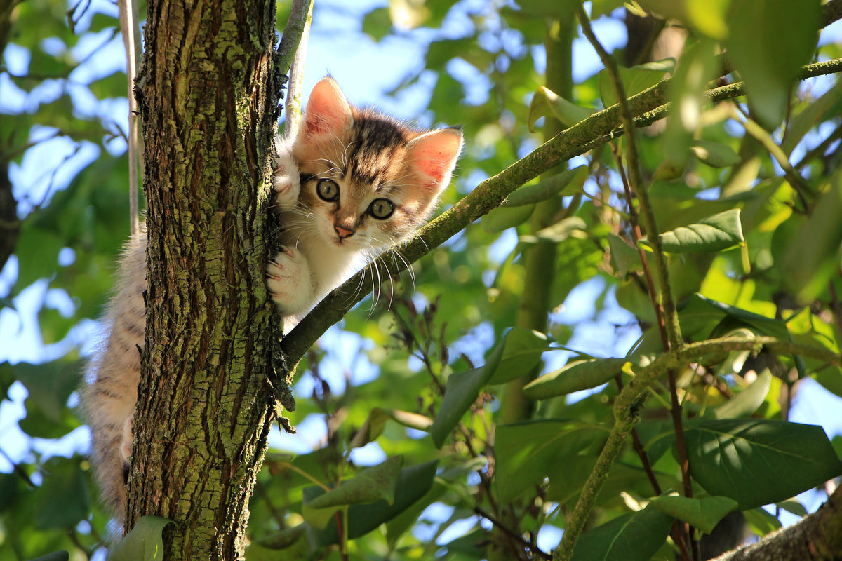 canvas-print-cute-cat-child