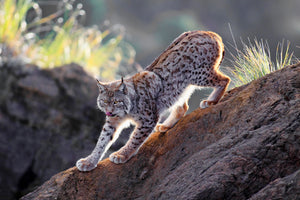 framedposter-print-lynx-at-sunset-x
