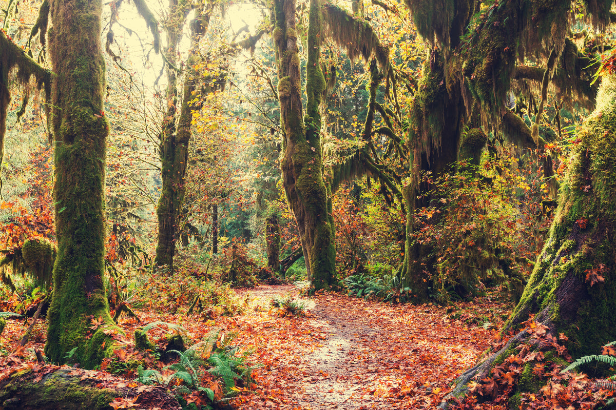 3-piece-aluminium-print-fairies-forest
