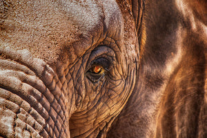 canvas-print-the-look-of-the-elephant