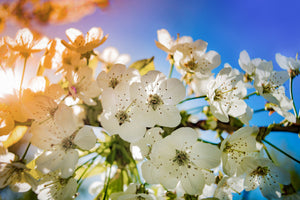 3-piece-aluminium-print-the-apple-tree-blossom