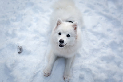 poster-print-dogs-joy-in-the-snow