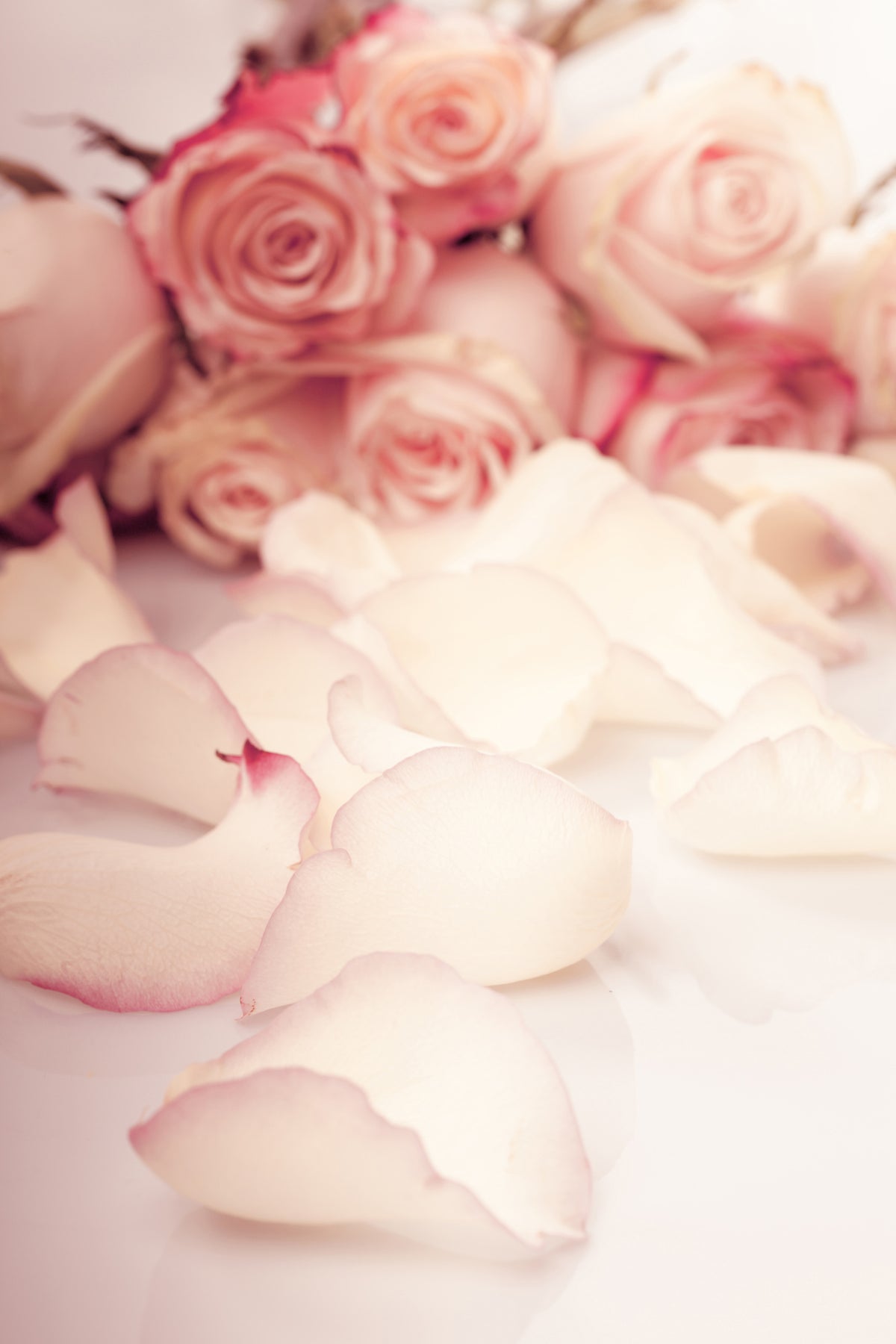 aluminium-print-soft-rose-petals