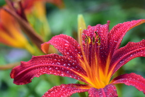 modern-3-piece-canvas-print-lily-flower-in-pink-xl