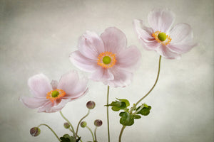 3-piece-aluminium-print-anemones-ii