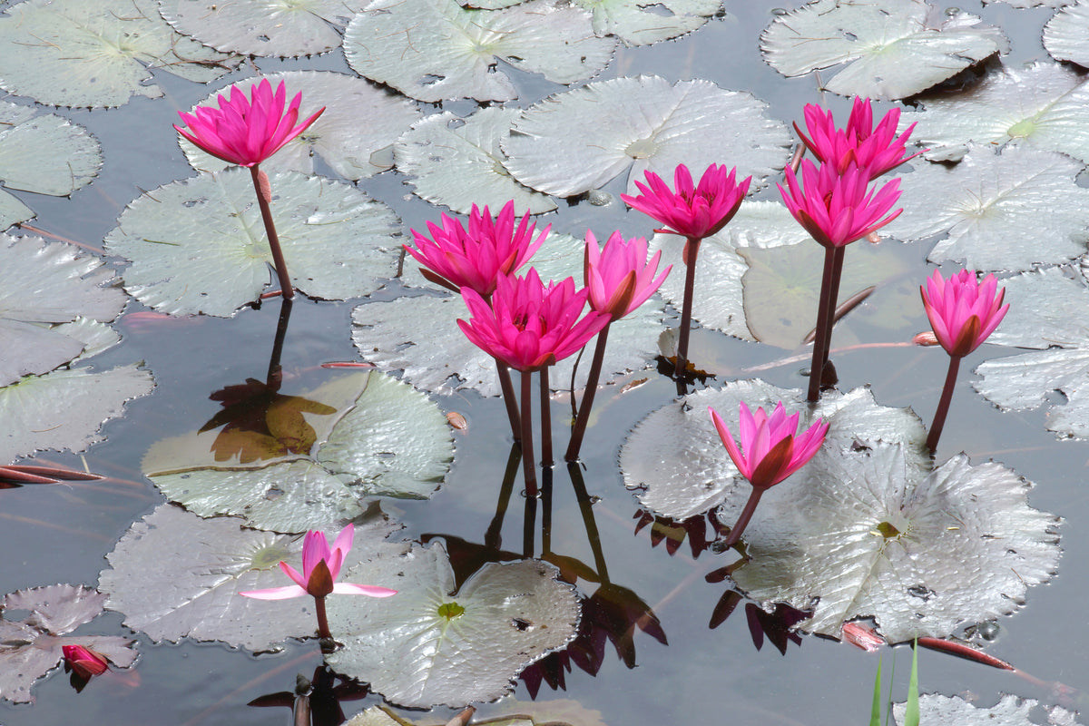 modern-3-piece-acrylic-print-jump-in-the-lily-pond