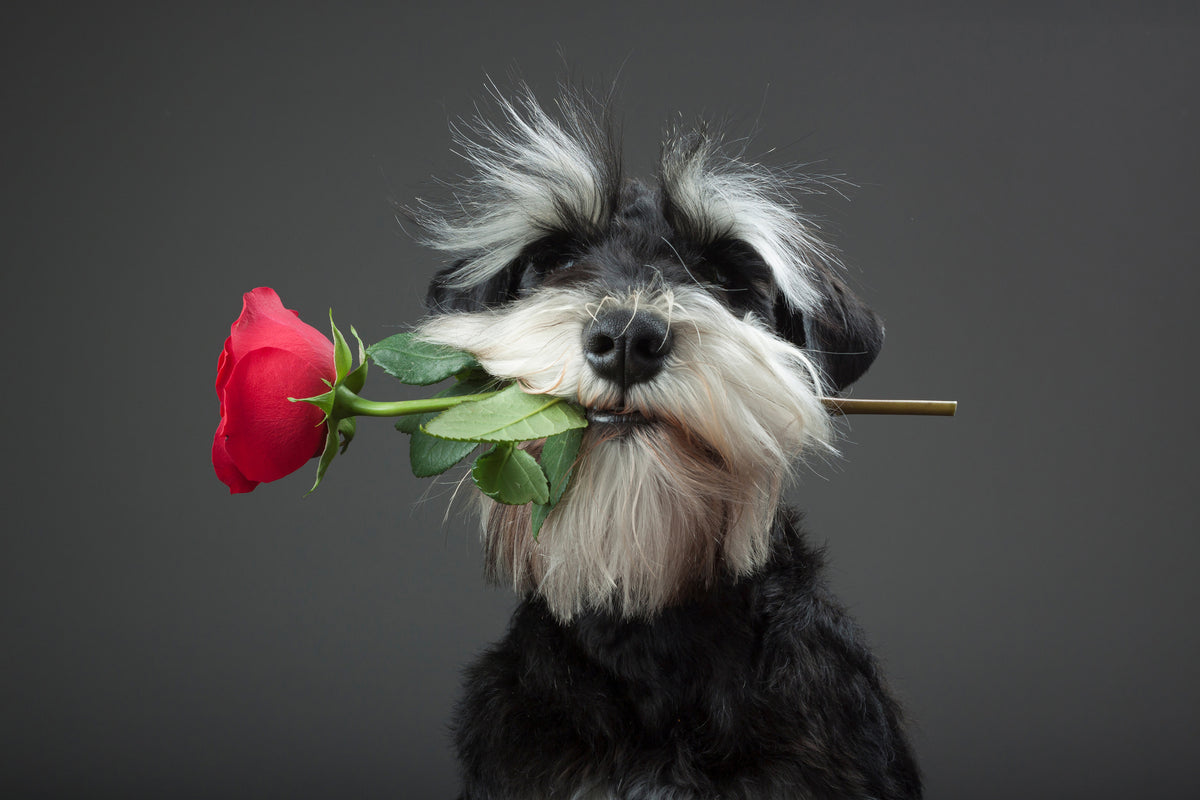 poster-print-tango-dancer-x