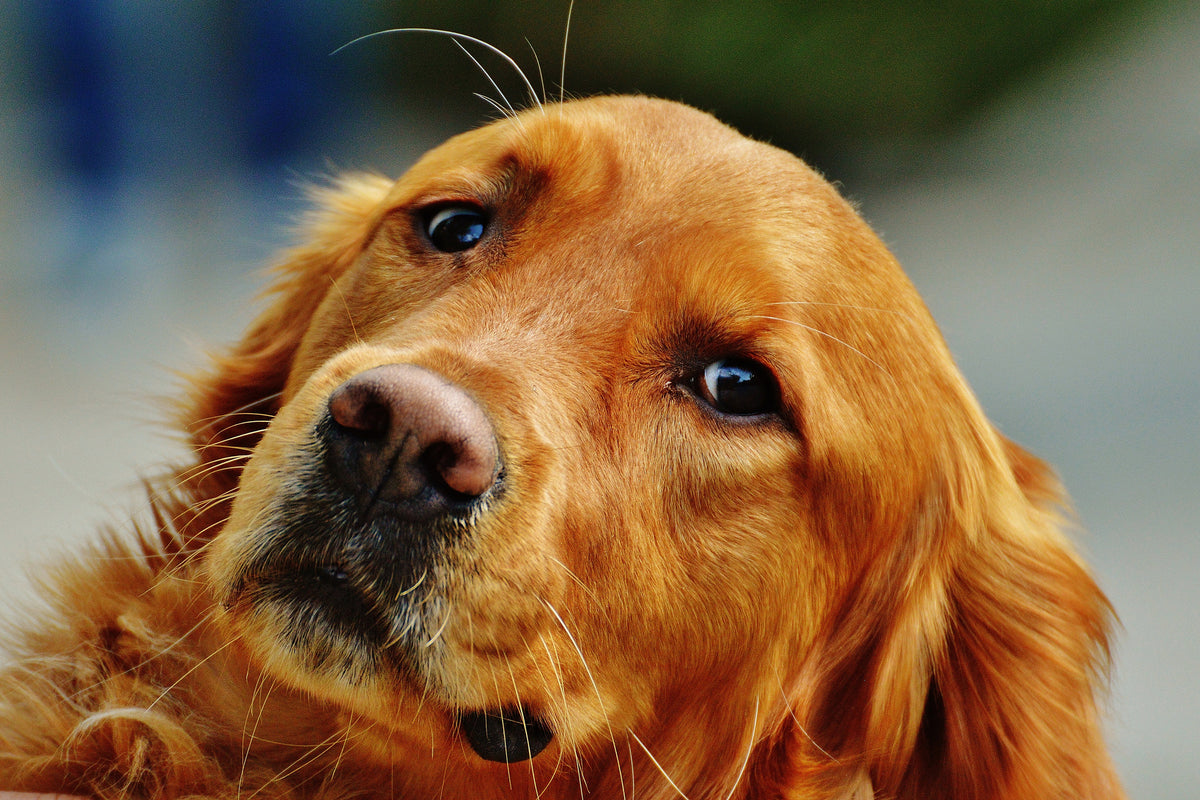 3-piece-acrylic-print-faithful-irish-setter