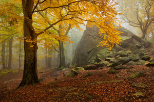 acrylic-print-autumn-forest-x