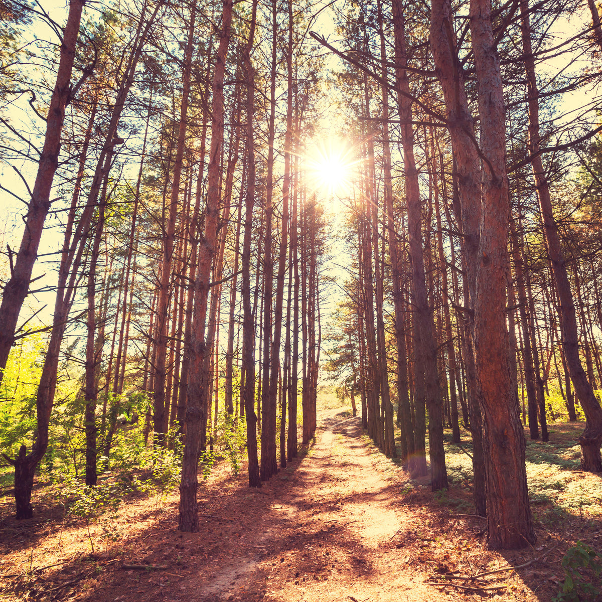 9-piece-aluminium-print-light-at-the-end-of-the-forest-path