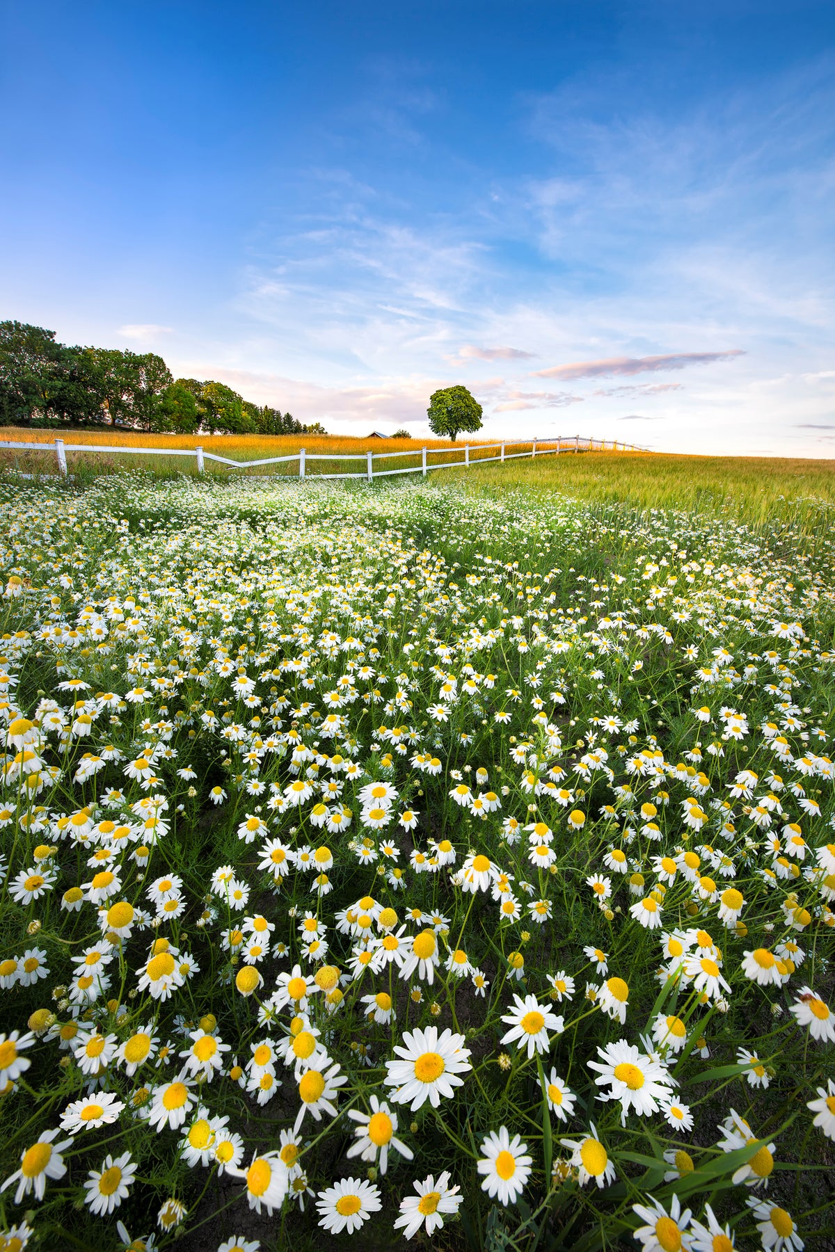 aluminium-print-daisyfield-in-sweden-x