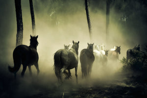 3-piece-canvas-print-horses-in-the-forest