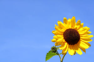 framedcanvas-print-sunflower-with-blue-sky