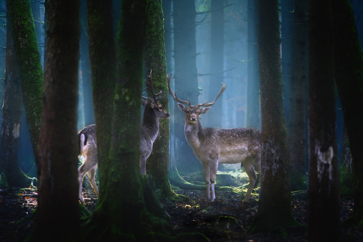 3-piece-aluminium-print-deers