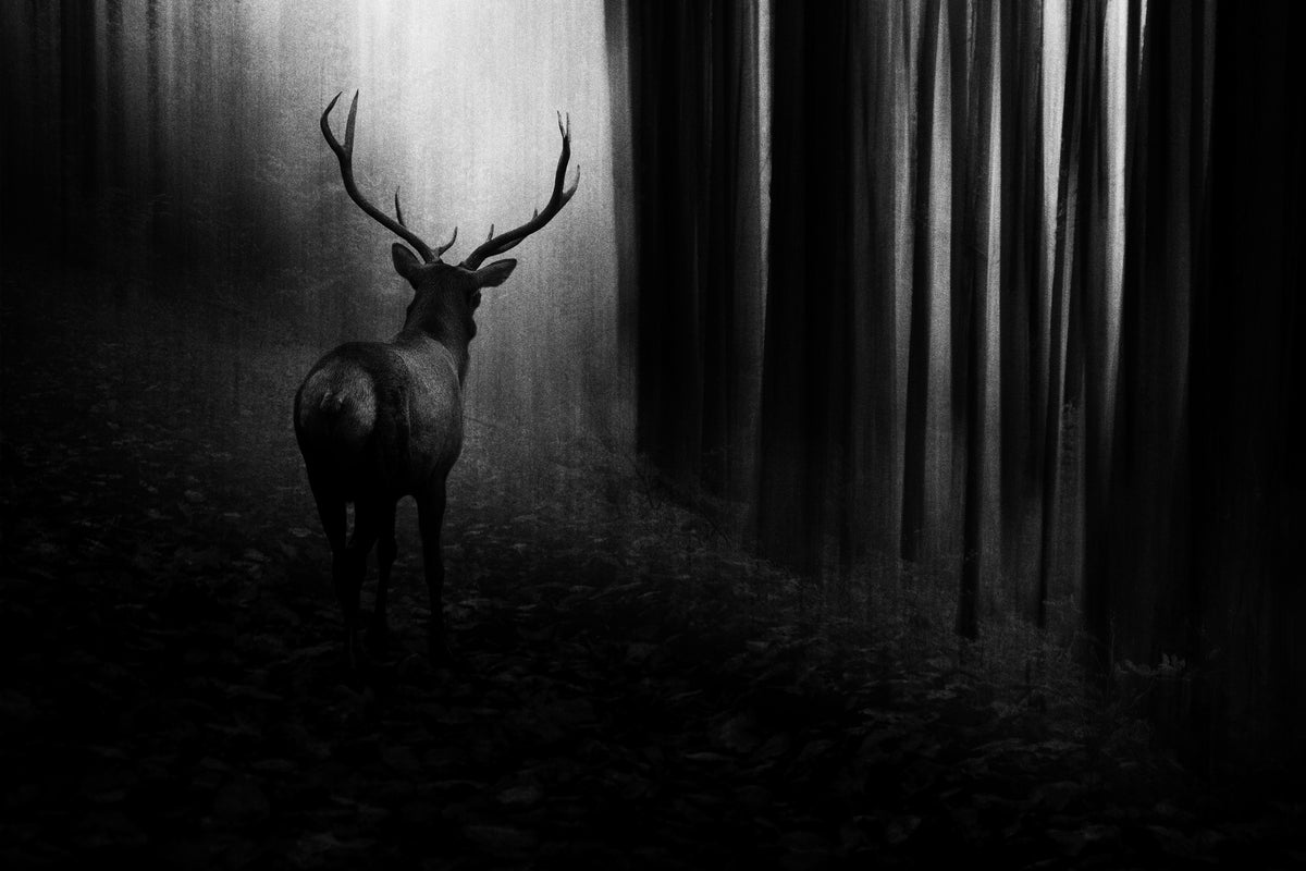 canvas-print-stag