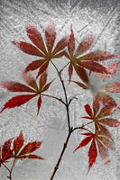 framedposter-print-red-maple-x